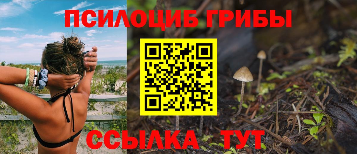 Галлюциногенные грибы Psilocybine cubensis Знаменск